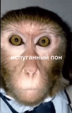 the face of the monkey, the eyes of chimpanzees, the eyes of the monkey, monkey muzzle, the monkey peers
