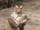 un mono, bromas de animales, guitarra de mono, violín de mono, mono balalaika