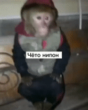seekor monyet, monyet, monyet yasha, monyet makaku, monyet rumah