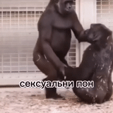 обезьяна самец, спаривание обезьян