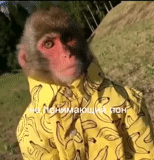 mono, gorro de cocinero, sobre monos, mono makaku, mono mono