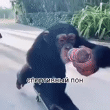 scusate, scimpanzé, una scimmia, scimmie divertenti, gli spettacoli delle scimmie