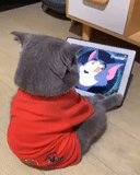 gato, cão do mar, gato yeshkin, tom jerry, cartoon favorito