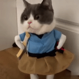 kucing, gaun kucing, kostum kot, jas kucing, anak kucing pakaian
