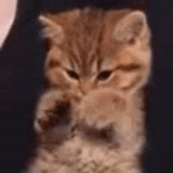 cat, cats, the cat waves a paw, cute cats are funny, gif kitten waves its paw