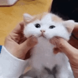 cats, betterttv cat, cat cheeks, pets, cute cats are funny