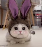 Cute kitty 🐱 ❤💕
