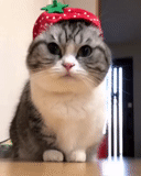 кот, котики, кошка венке, котик шапочке, милый котик шапочке