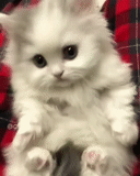 katze, süße katzen, flauschiges kätzchen, charmante kätzchen, weißes flauschiges kätzchen