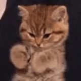 cat, cat, seals are ridiculous, a charming kitten, gif kitten waving its paws
