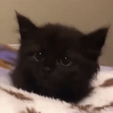 gato, gatito, gato negro, gatito negro, el gatito negro más lindo