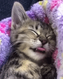 sé un buen sueño, lindo sello, gatito dormido, gatito sonríe, muy lindo gatito