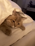 kucing, kucing, kucing, seekor kucing, kucing selimut