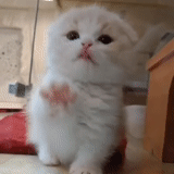 cat, seal, lovely seal, a charming kitten, white drooping-eared kitten