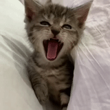 кот, котик, кошка, зевающий кот, кричащий кот