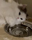 kucing, mangkuk, air kucing, kucing lucu, hewan hewan itu lucu