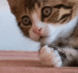 chat, chat, gif chat, chats animaux, gifs cat shock