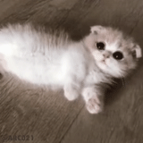scotch cat, a very cute kitten, scottish kitten, scottish drooping-eared cat, scottish folding silver chinchilla furry