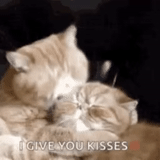 кот, котики, целующиеся коты, кот целует кошку, гифки коты обнимаются