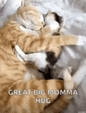 cat, dad cat, dad cat is a kitten, hugging cats, hugging cats