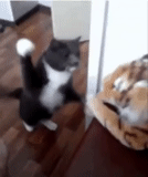 cat, cats, cat, cat, cat boxer