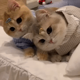 cute cats, the animals are cute, the cats are funny, cute cats are funny, charming kittens