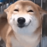 cão de madeira, cão sorridente, cão de madeira, cão sorridente, cão sorridente tiktok suspeito