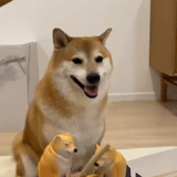 cachorro moma, cão de madeira, motivo de chaigang, cão de madeira