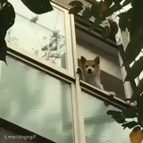 animals, women's tricks, pets, funny animals, squirrels knock on windows