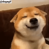 sourire de chien, le chien de siba inu, un mème d'un sourire, chien souriant, gif dog smile