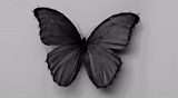 wiki, mariposa, mariposa negra, la mariposa es brillante, fondo de mariposas negras de fondo gris