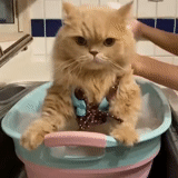 cat, cat cat, animal humor, jokes animals, the cat steals sour cream