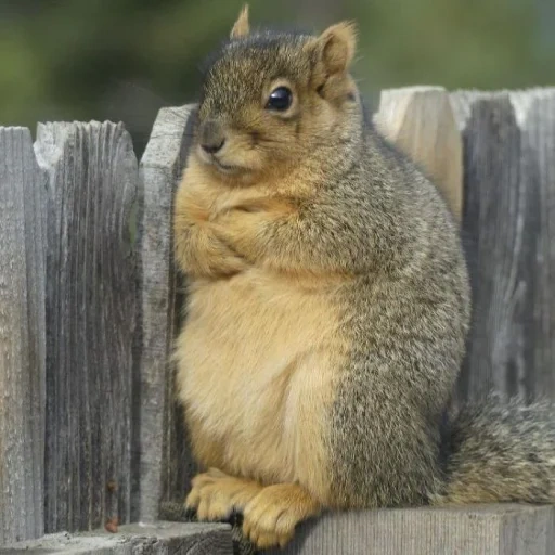 squirrel, fat protein, funny proteins, fat protein, proteins of animals