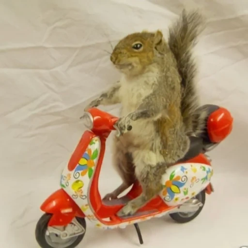 moto squirrel, protein motik, protein hewan, tupai burunduk, sepeda motor tupai