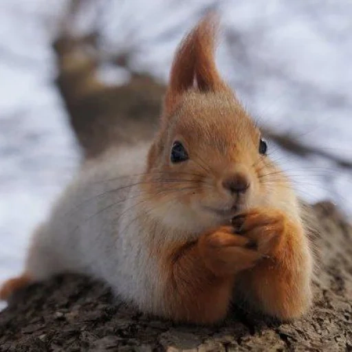 lo scoiattolo, scoiattolo rosso, proteine animali, stupido scoiattolo, lo scoiattolo soddisfatto