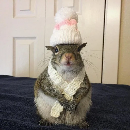 chat, chapeau d'écureuil, chapeau d'écureuil, pouce d'écureuil, les animaux les plus mignons