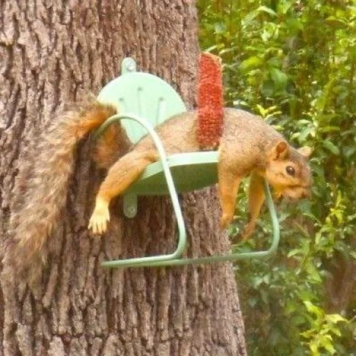 squirrel, squirrel is funny, squirrel leash, funny squirrels, funny feeder protein
