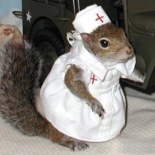serpuchov, dr scoiattolo, fawn cerbiatto, animali carini, infermiera scoiattolo