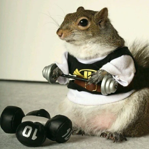 squirrel helmet, funny proteins, squirrel with a bar, the animals are cute, elvin burunduki