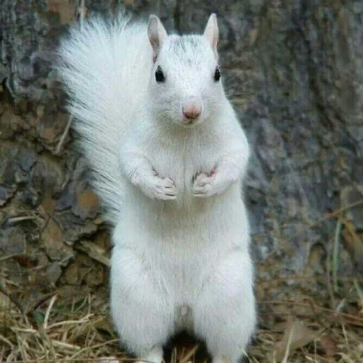 écureuil blanc, écureuil blanc, écureuil albinos, écureuil blanc, burunduk albino