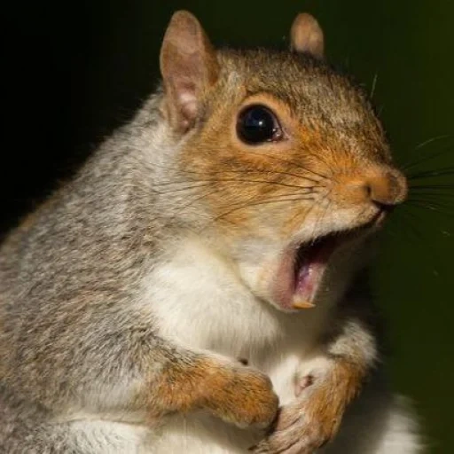 lo scoiattolo, denti di scoiattolo, the squirrel, animali carini, scoiattolo sorpreso