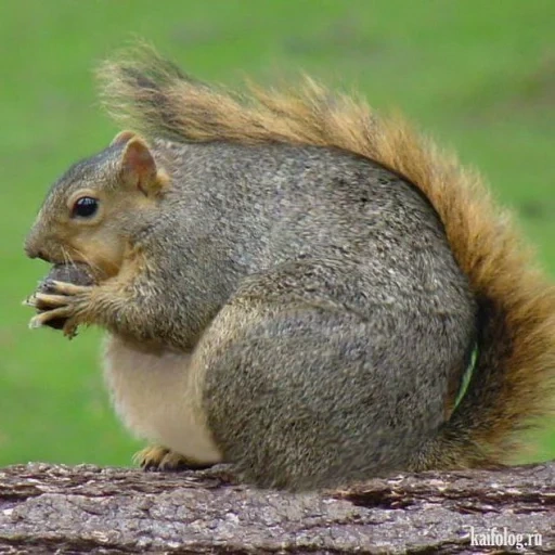 proteine grasse, scoiattoli spessi, proteine animali, animali obesi, scoiattolo comune