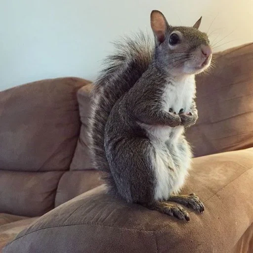 lo scoiattolo, squirrel, scoiattolo grigio, proteine animali, scoiattolo comune