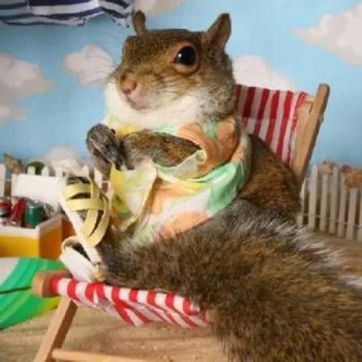 squirrel, squirrel, cute animals, squirrel is resting, game tragedy protein