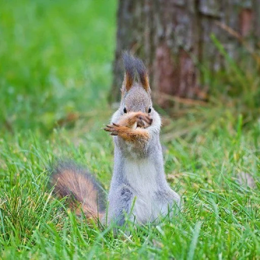gray protein, squirrel is funny, funny proteins, kung fu protein, proteins of animals