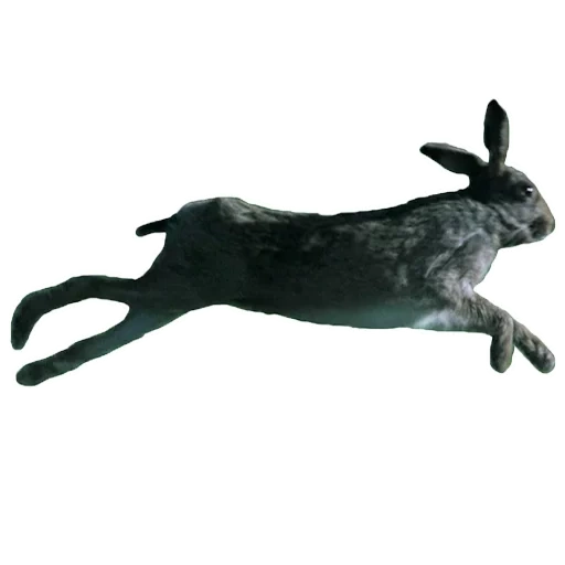 заяц, бегущий заяц, бегущий кролик, силуэт бегущего зайца, знак not tested on animals