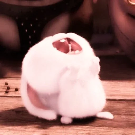 boule de neige de lapin, la vie secrète de la maison de la maison, la vie secrète des animaux, lièvre la vie secrète des animaux, petite vie des animaux de compagnie lapin