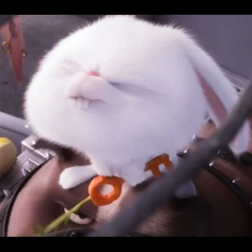 snowball di coniglio, vita segreta del coniglio dei cartoni animati, little life of pets rabbit, vita segreta di coniglio frenetica degli animali domestici, vita segreta di animali domestici con rabbita panda