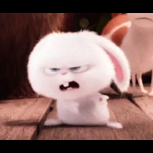 evil fluff, rabbit snowball, the animals are cute, rabbit snowball cries, rabbit secret life of pets honey honey