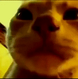 gato, emote, twitch.tv, vídeo flash, cat caramelldansen